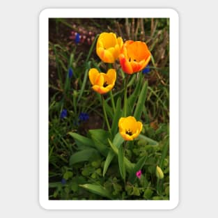 Tulips Sticker